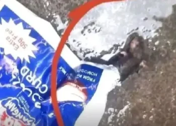 دہی کے پیکٹ سے مردہ چوہا برآمد، شہریوں میں تشویش کی لہر دوڑ گئی